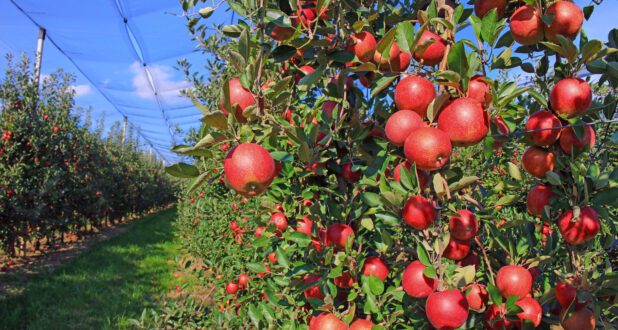 red apples in orchard