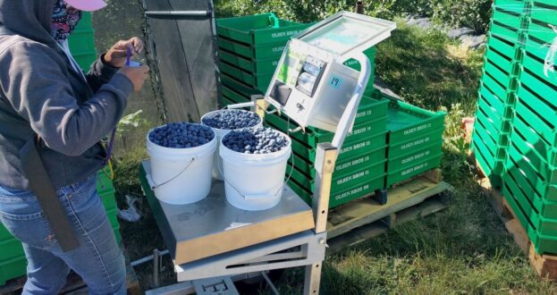 Worker examining blueberries in buckets during harvesting.