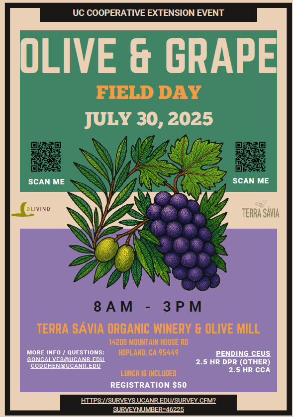 2025 UCCE olive and grape field day graphic
