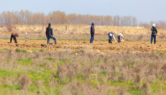 Ag labor workers in field