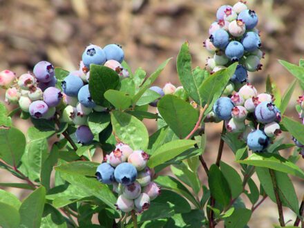 blueberries on bushes photo