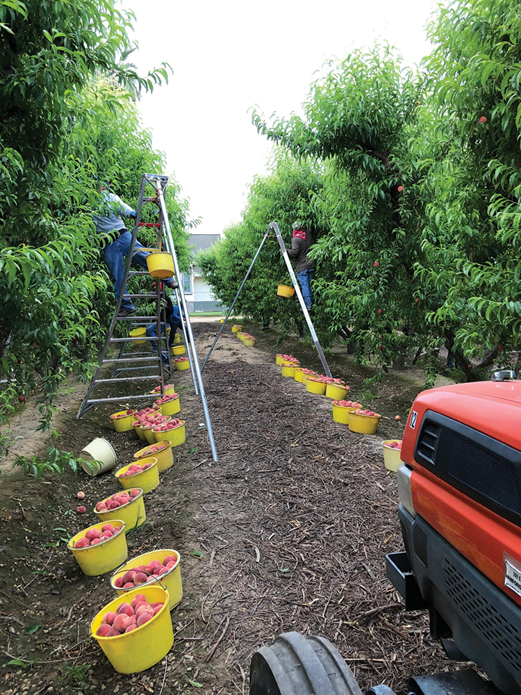 Farmworkers harvesting stone fruit at Mountain View Fruit Sales.