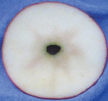 photo of apple with browning