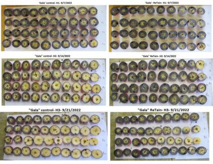 photo collage of apples with flesh browning