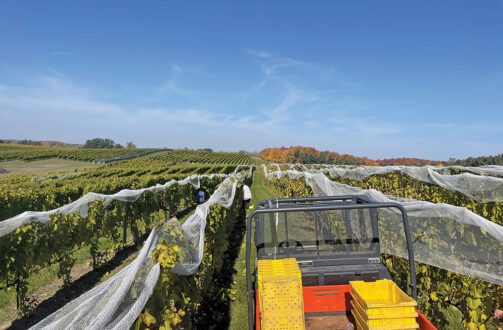 photo of Shady Lane Cellars' soft pesticides trial in winegrape vineyard.