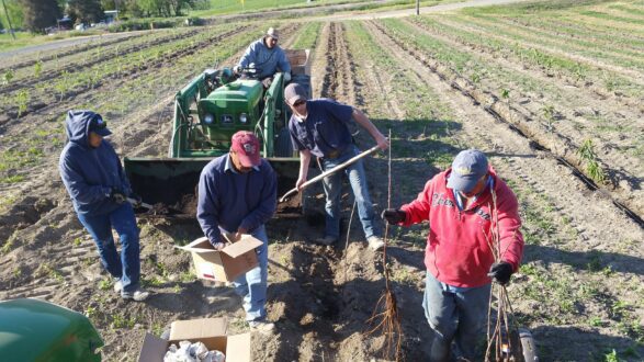 Photo of farmworkers preparing ground and transplanting tree fruit