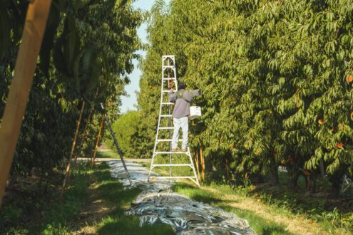 peach harvesting farmworker photo