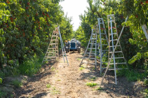 peach harvesting farmworker photo