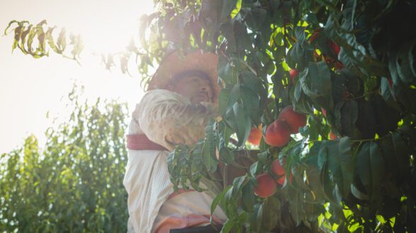 peach harvesting farmworker photo