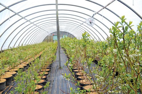 Blueberry plants in high tunnels photo