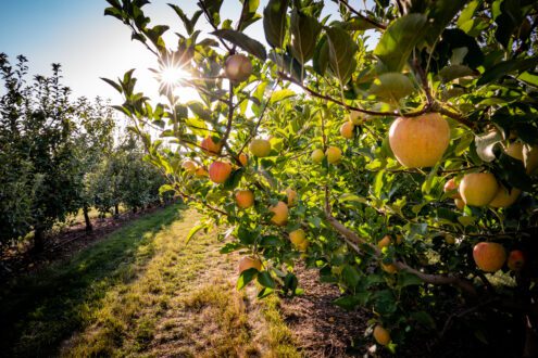 Photo of apples in orchard