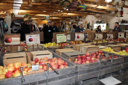 photo of apple varieties at Hollabaugh Bros. Fruit Farm & Market 