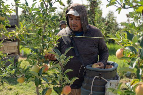 Photo of farmworker harvesting apples
