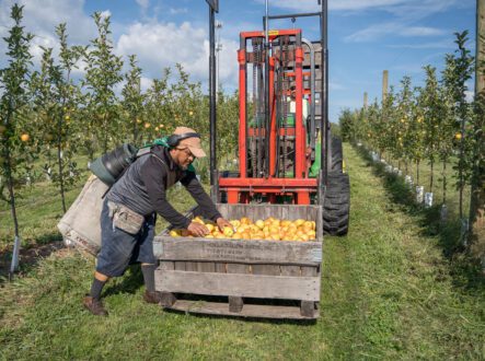 Photo of farmworker placing apples in field bin