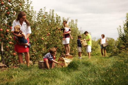 Photo of consumers in apple orchard engaging in u-pick harvesting