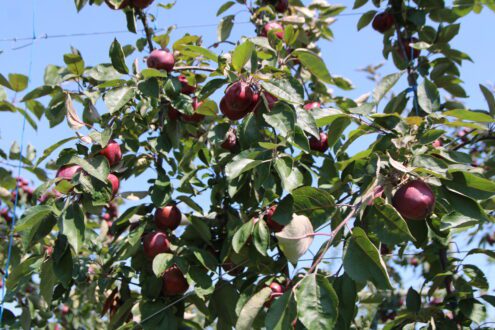 Photo of cider apples in orchard