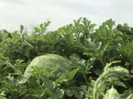 Photo of watermelon in fields.