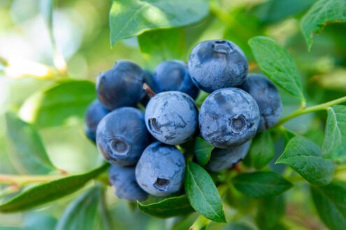 blueberries on bushes at betterful