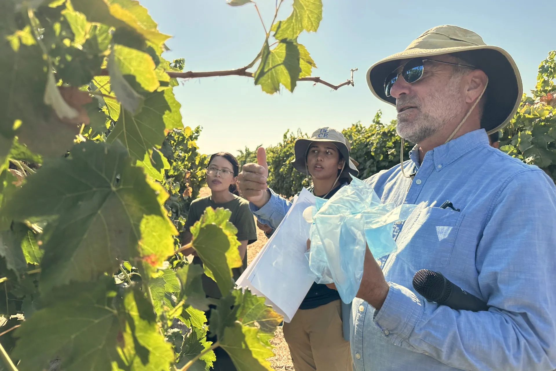 Researcher in vineyard