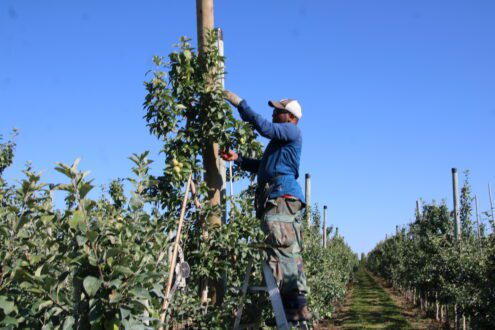 Photo of farmworker doing orchard chores on ladder