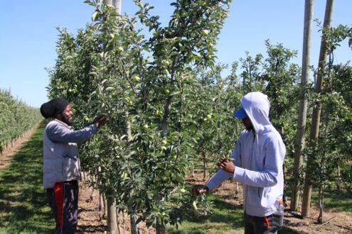 Photo of farmworkers doing orchard chores in orchard