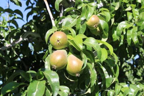 photo of pears on tree in orchard