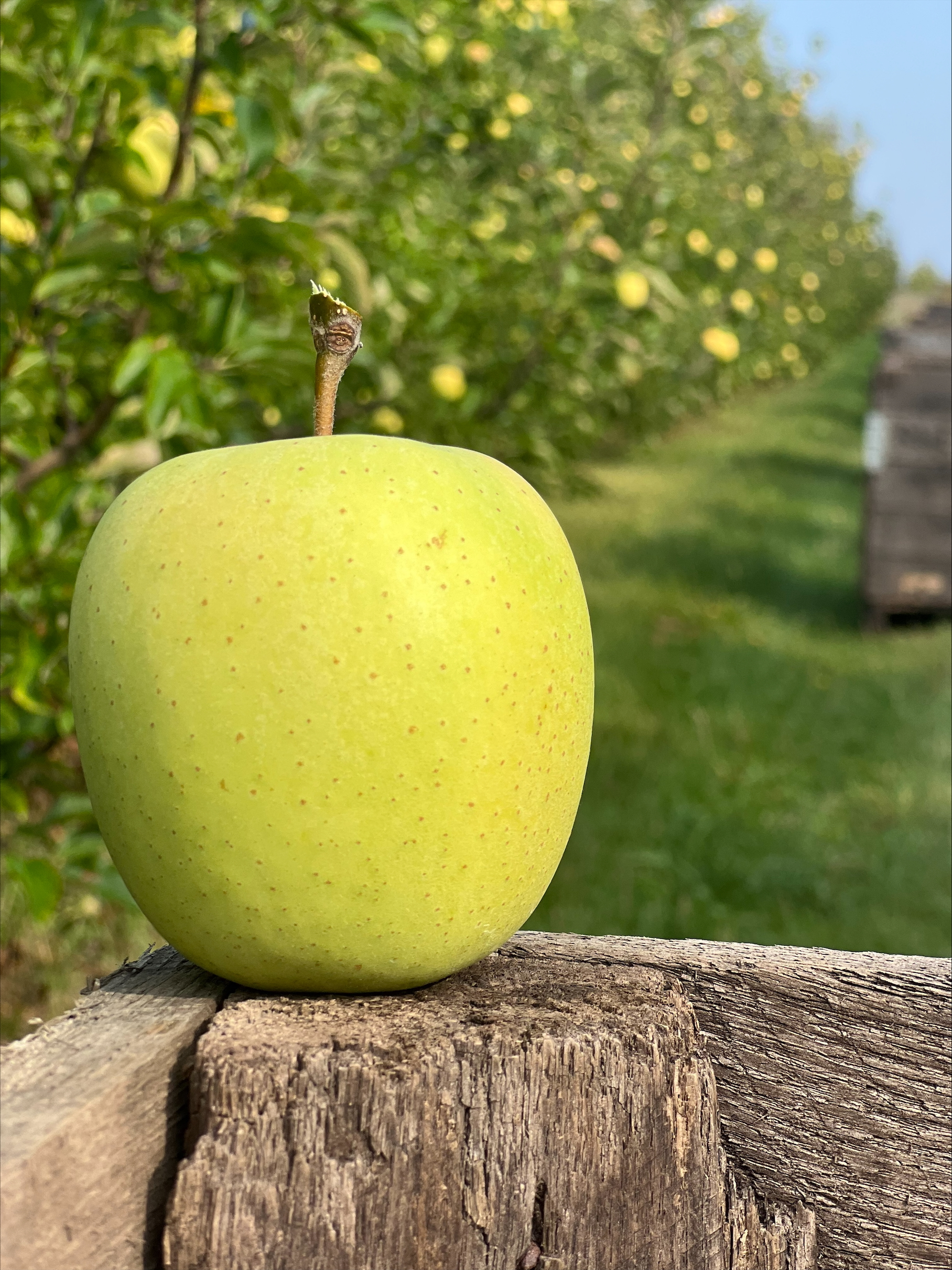 Photo of Golden Delicious apple sitting in harvest bin in orchard