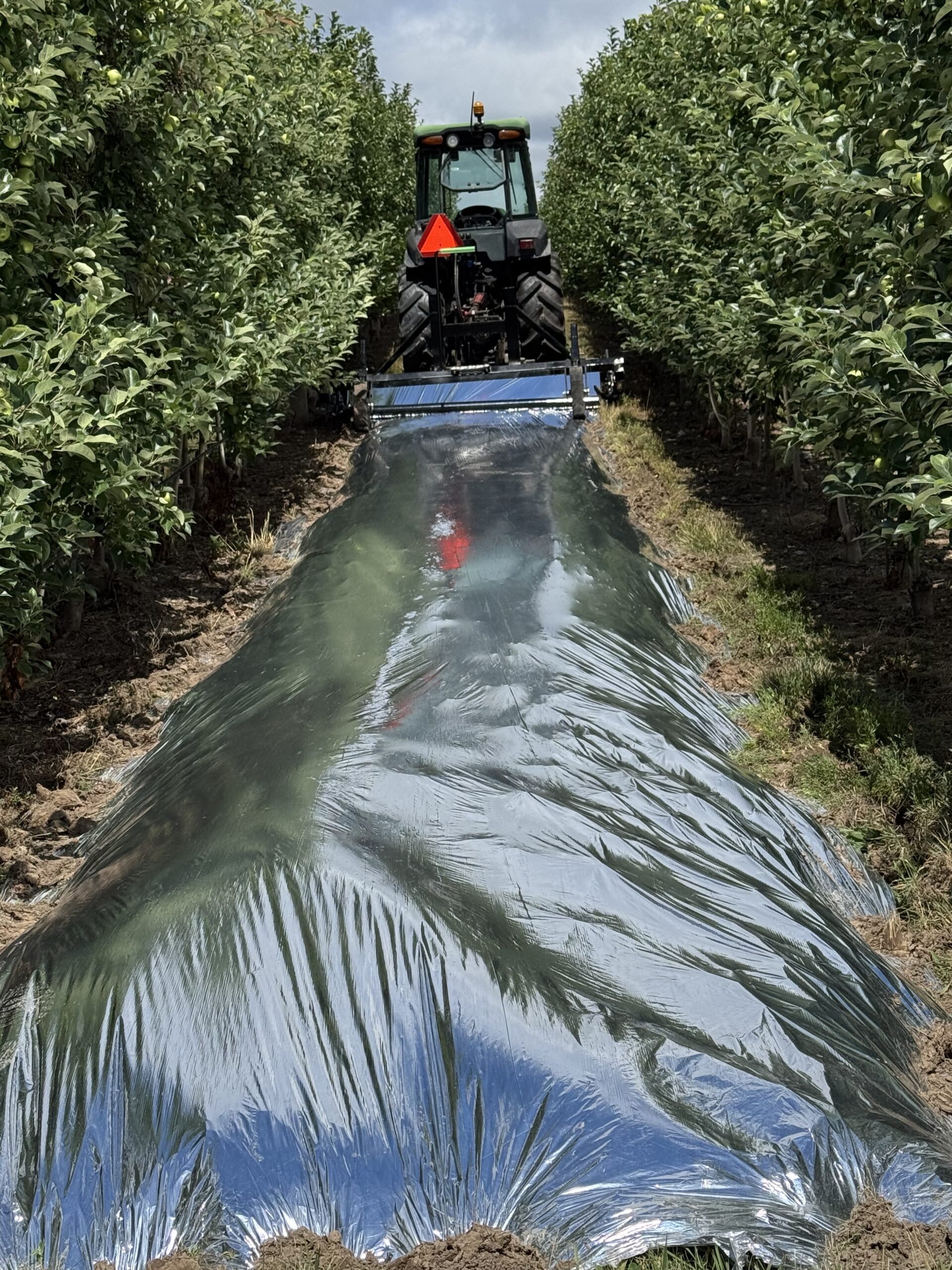 Photo of reflective Mylar plastic film on rollers in orchard