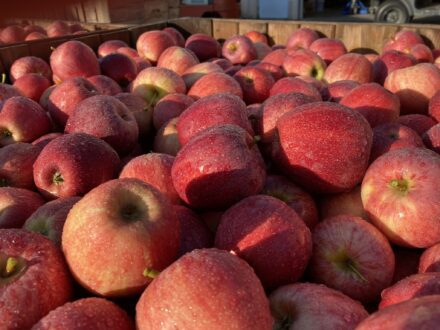 photos of peaches in harvest bin