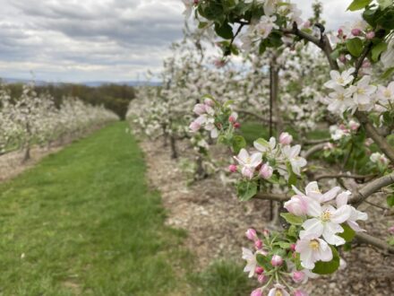 Photo of peach orchard