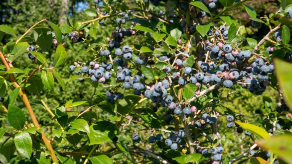 Close-up of blueberry bushes.
