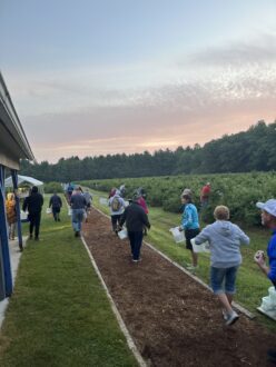 People walking in the fields at Tawas Blueberry Farm.