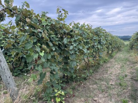 photo of a row of grapes growing at the Southwest Michigan Research and Extension Center vineyard.