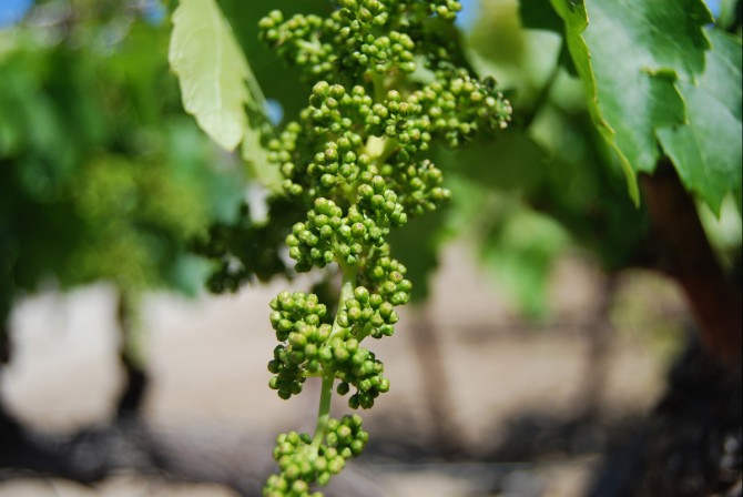 grape cluster