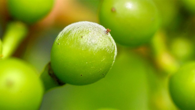 Robots armed with UV light fight grape mildew