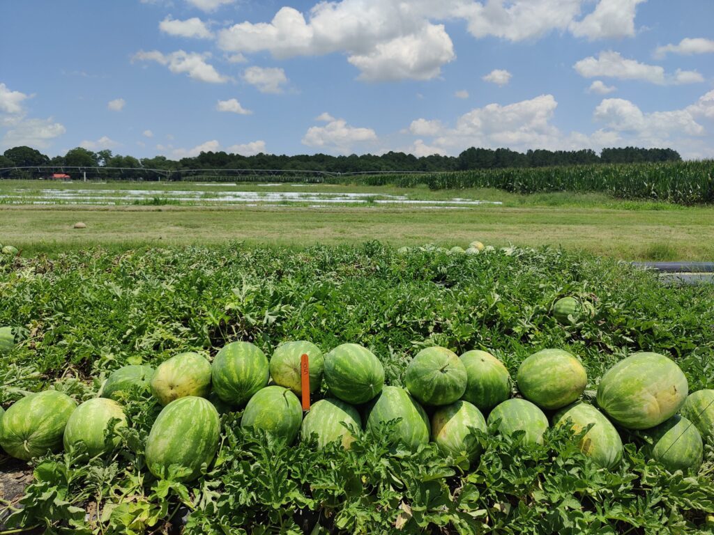UGA trials examine watermelon variety performance