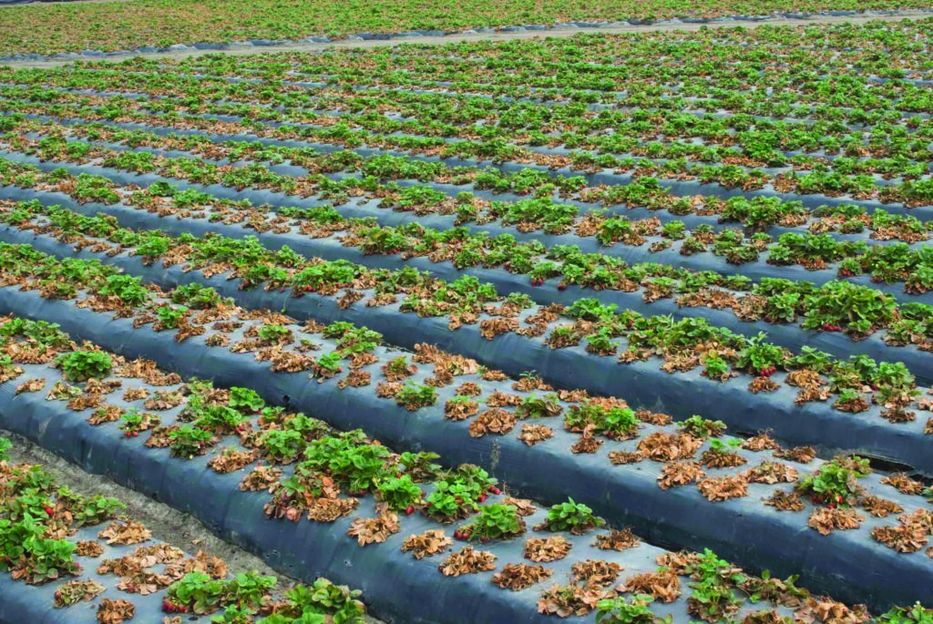 Select strawberry varieties show charcoal rot resistance