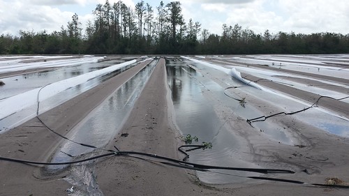 Growers analyze hurricane damage