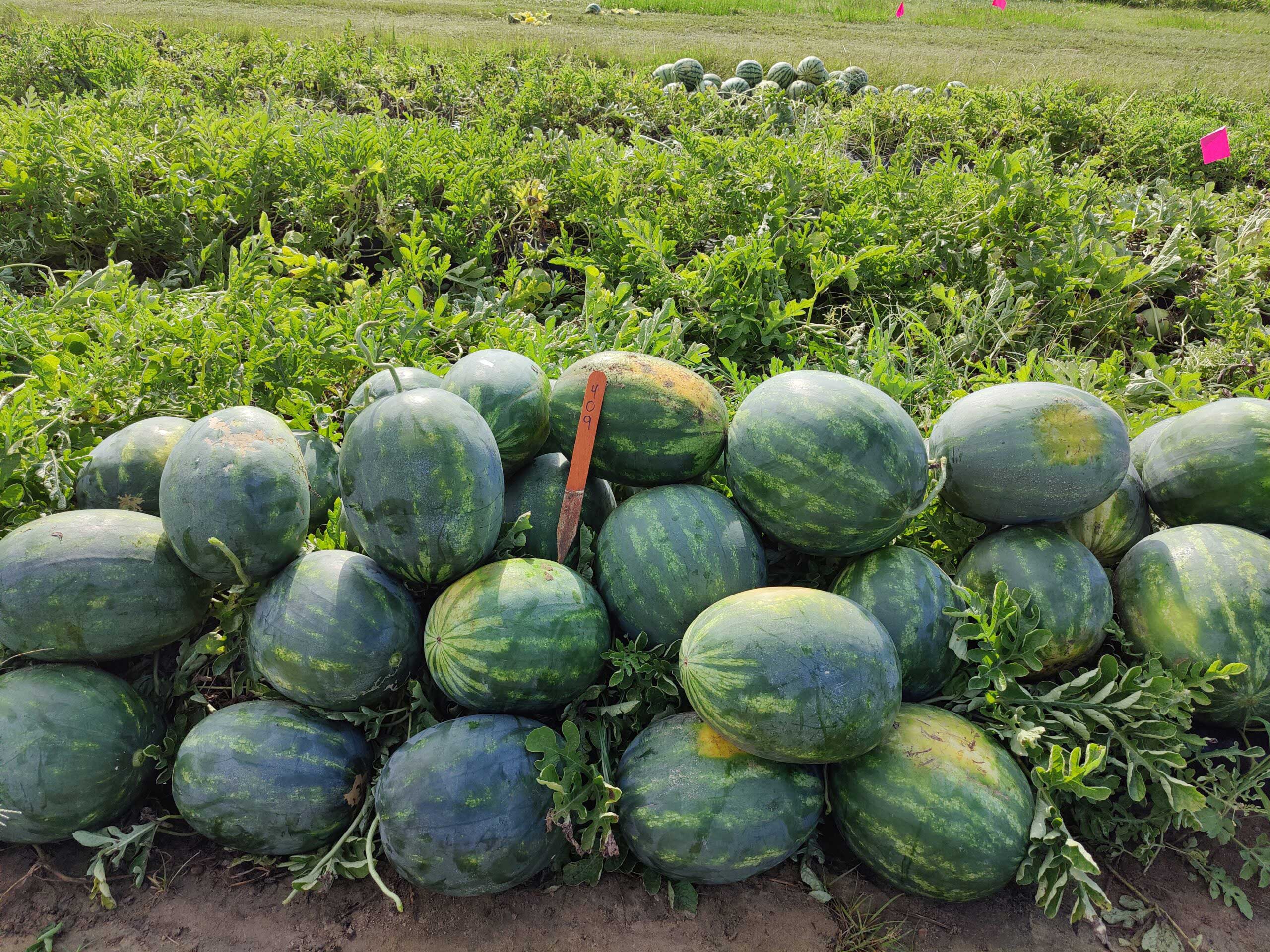 large and mini seedless watermelons in variety trials in field.