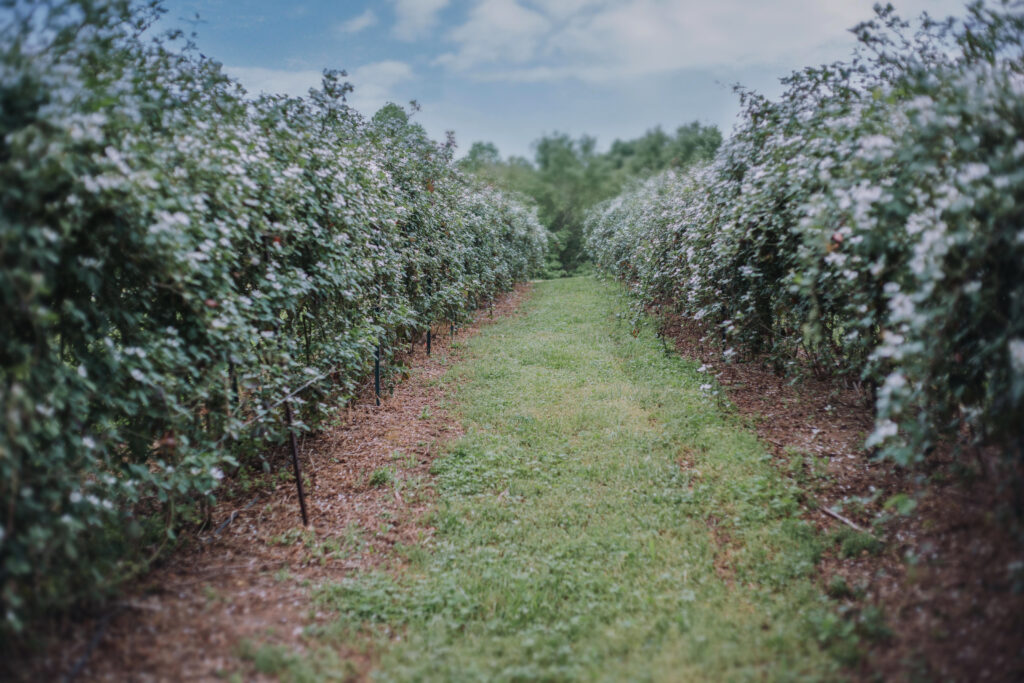 June boom anticipated for Southeast blackberries