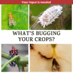 What's bugging your crops? Designed by FGN.
