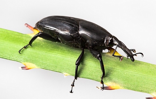 SApalmweevil
