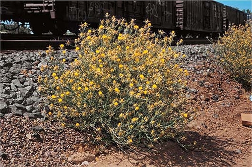 yellow-star-thistle