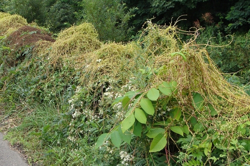 Dodder