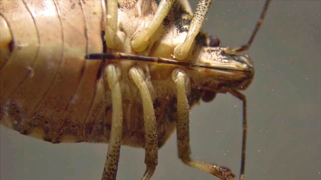 This photo of the BMSB's underside shows the long, needle-like mouth part.