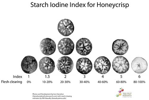 Starch chart for Honeycrisp apple fruit