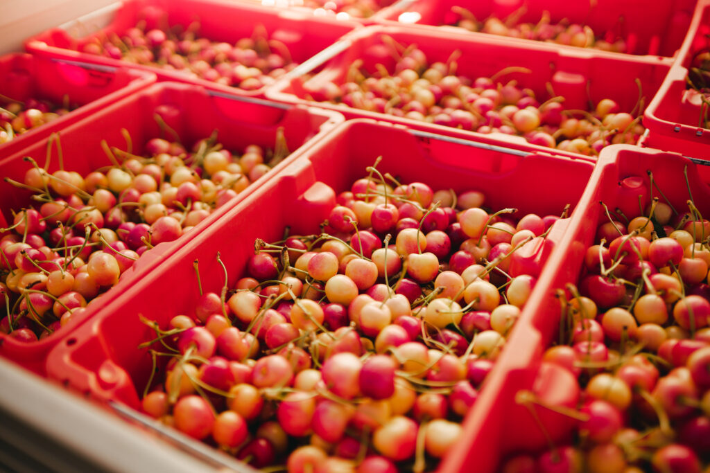 Skylar Rae cherries return