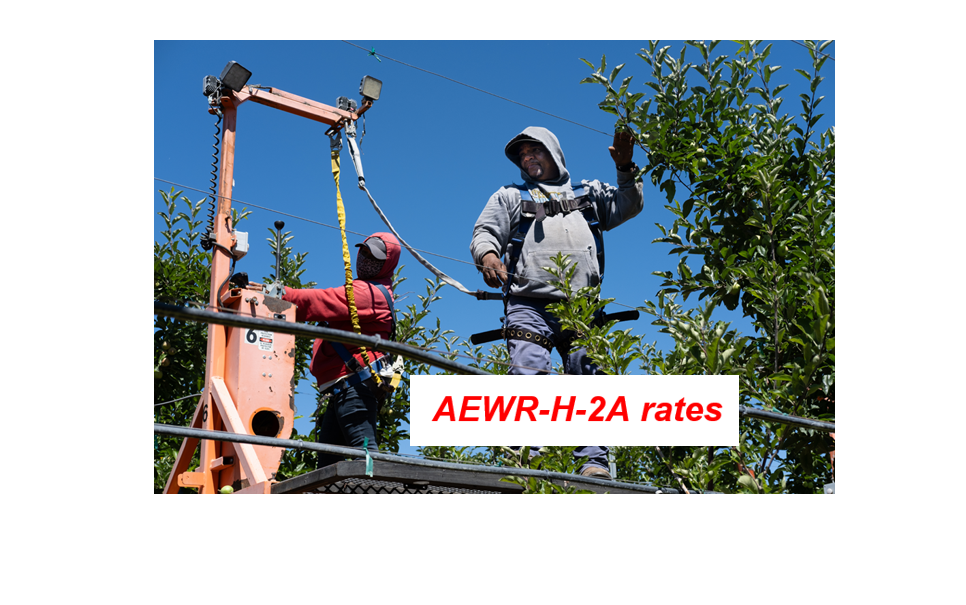 DOL increases AEWR rates