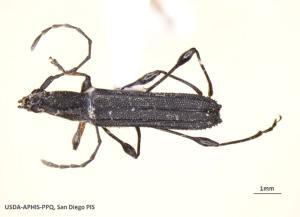 Customs officials halt pests at San Diego border crossing