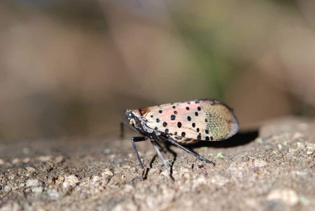 Washington state on guard after possible spotted lanternfly find
